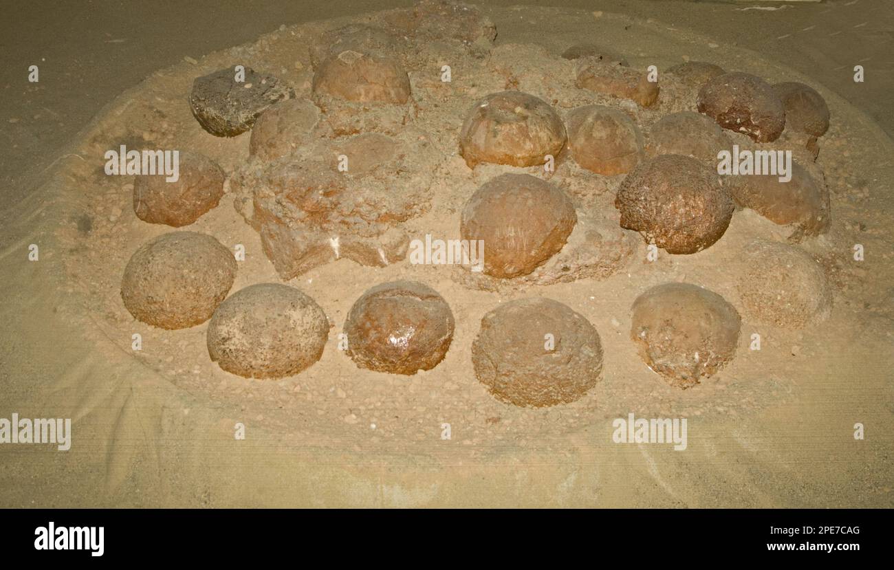 Petrified dinosaur nest with eggs, discovered 1994, Algui Ulan Tsav, Southern Gobi Desert, Mongolia Stock Photo