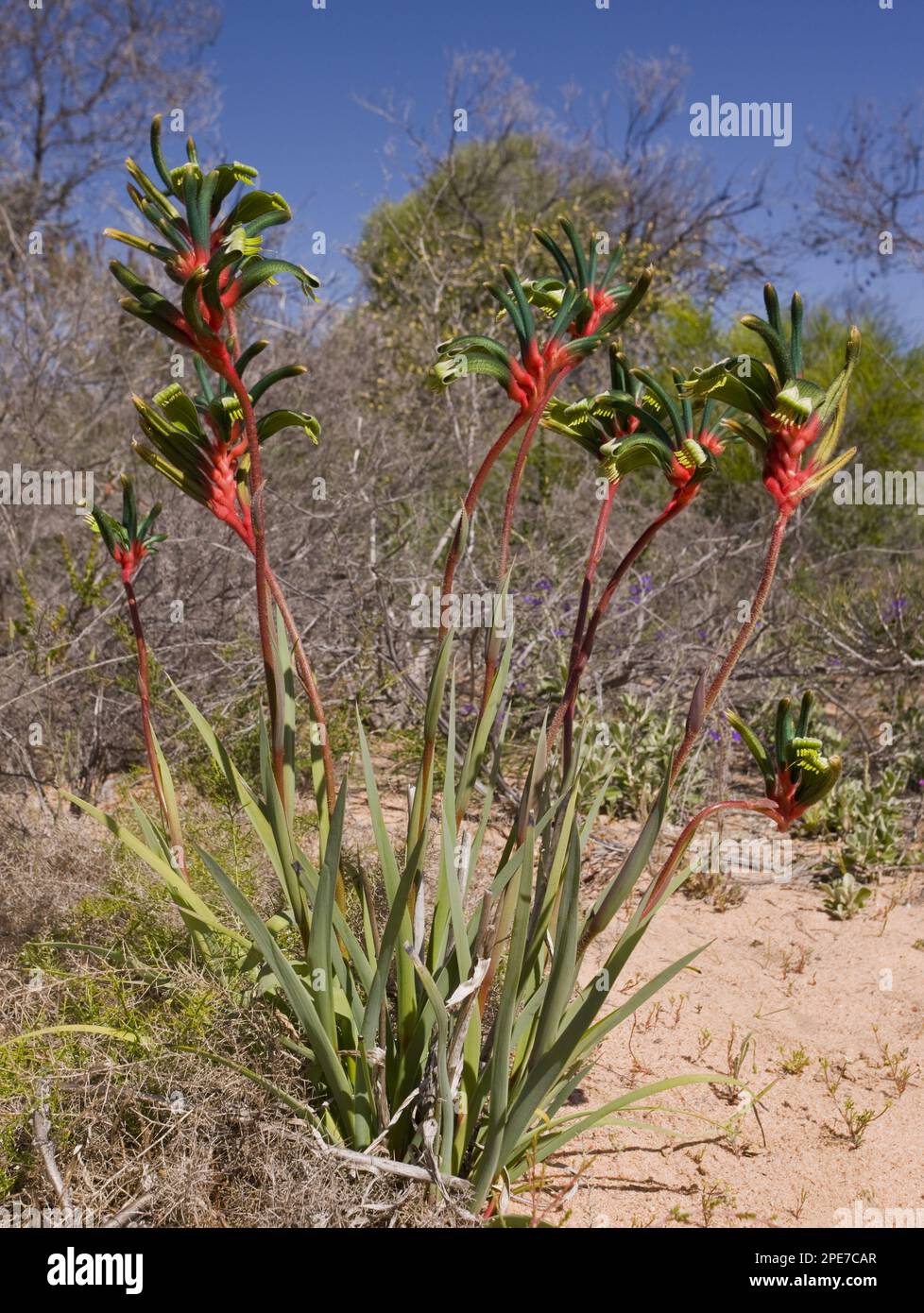 Redandgreen Kangaroo Paw (Anigozanthos manglesii) flowering, Kalbarri