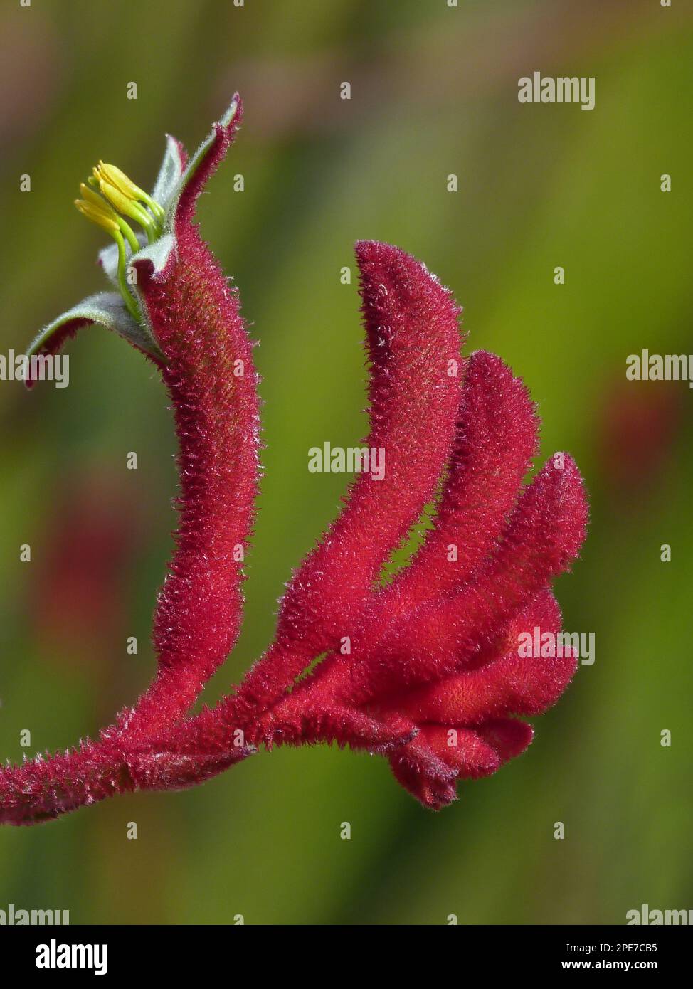 Kangaroo flowers, kangaroo paws, kangaroo flowers, kangaroo paws, bloodroot plants, Red Kangaroo