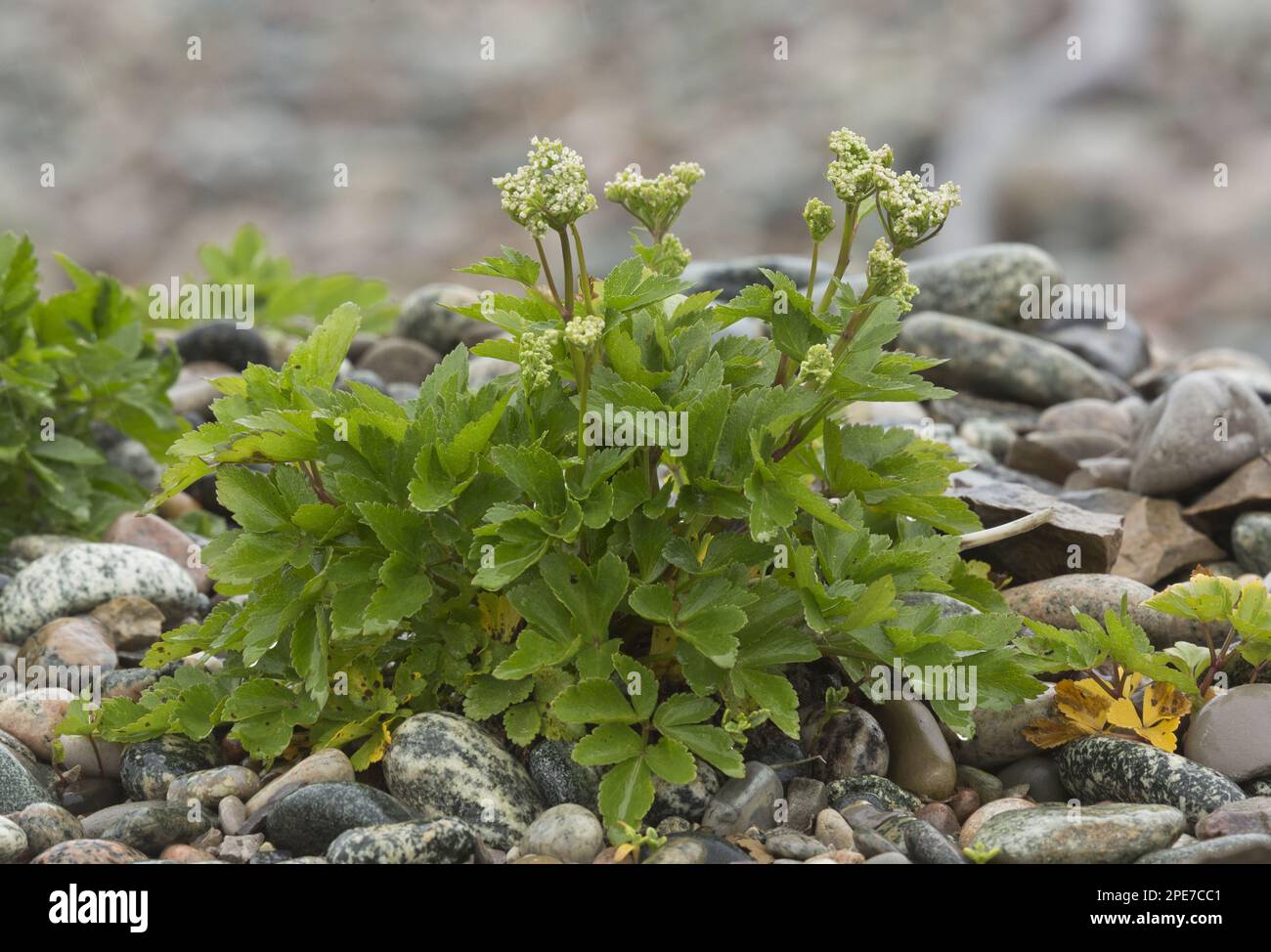 Scots Lovage (Ligusticum scoticum) flowering, growing on coastal shingle, Newfoundland, Canada Stock Photo