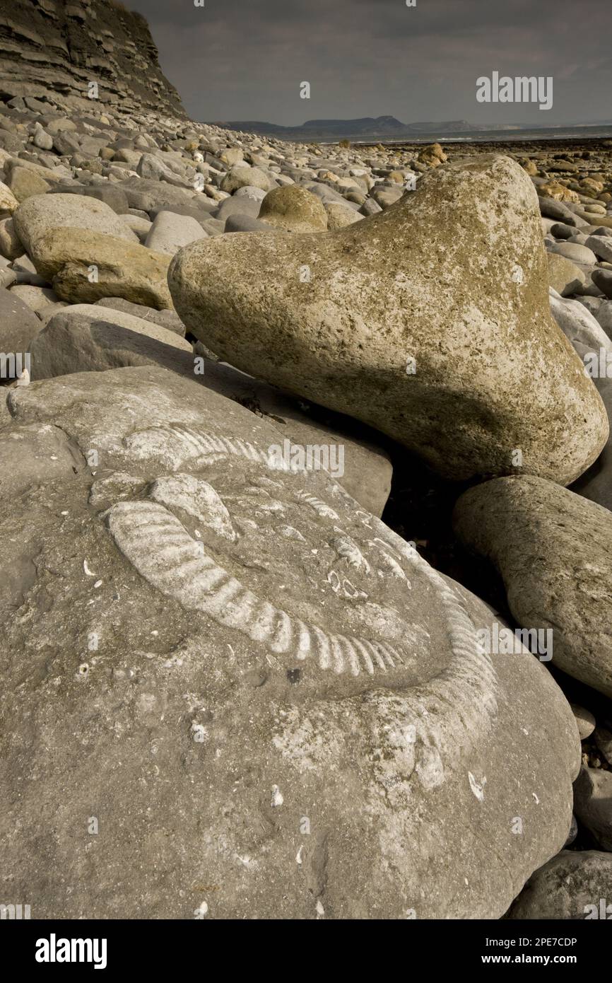 Ammonite fossils exposed in rock on beach, near Lyme Regis, Jurassic Coast World Heritage Site, Dorset, England, United Kingdom Stock Photo