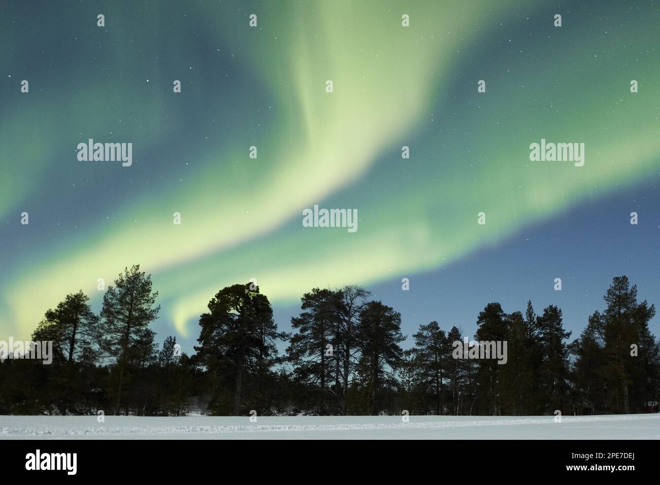 Aurora borealis, over snow-covered coniferous forest at night, Northern Finland Stock Photo