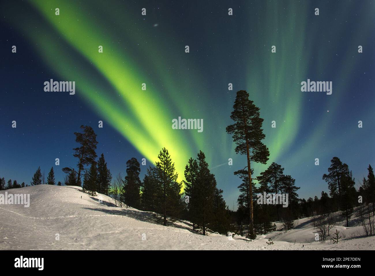 Aurora Borealis over coniferous forest in snow at night, Northern ...