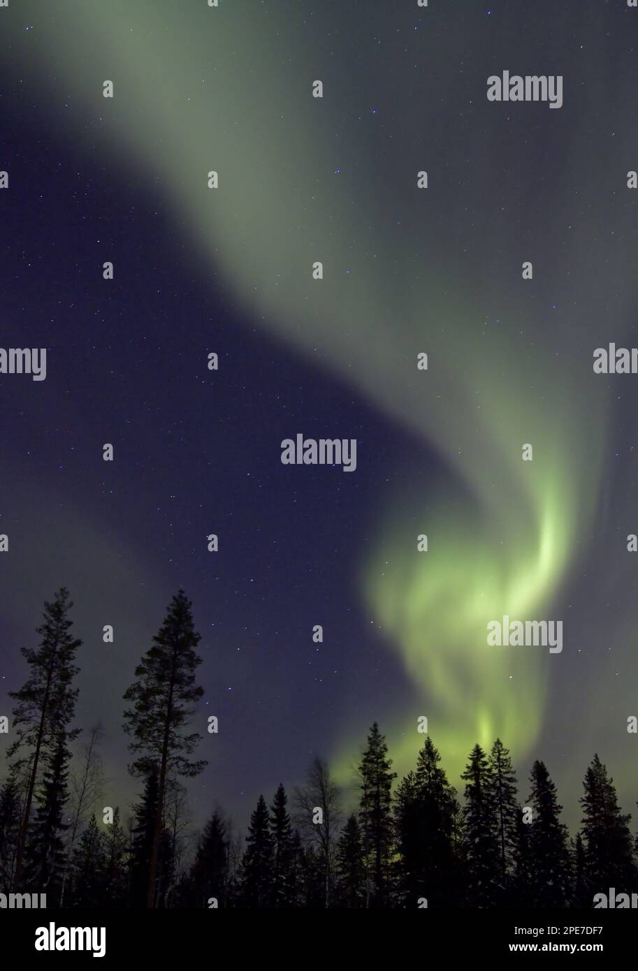 Aurora Borealis, over coniferous forest at night, Finland Stock Photo ...