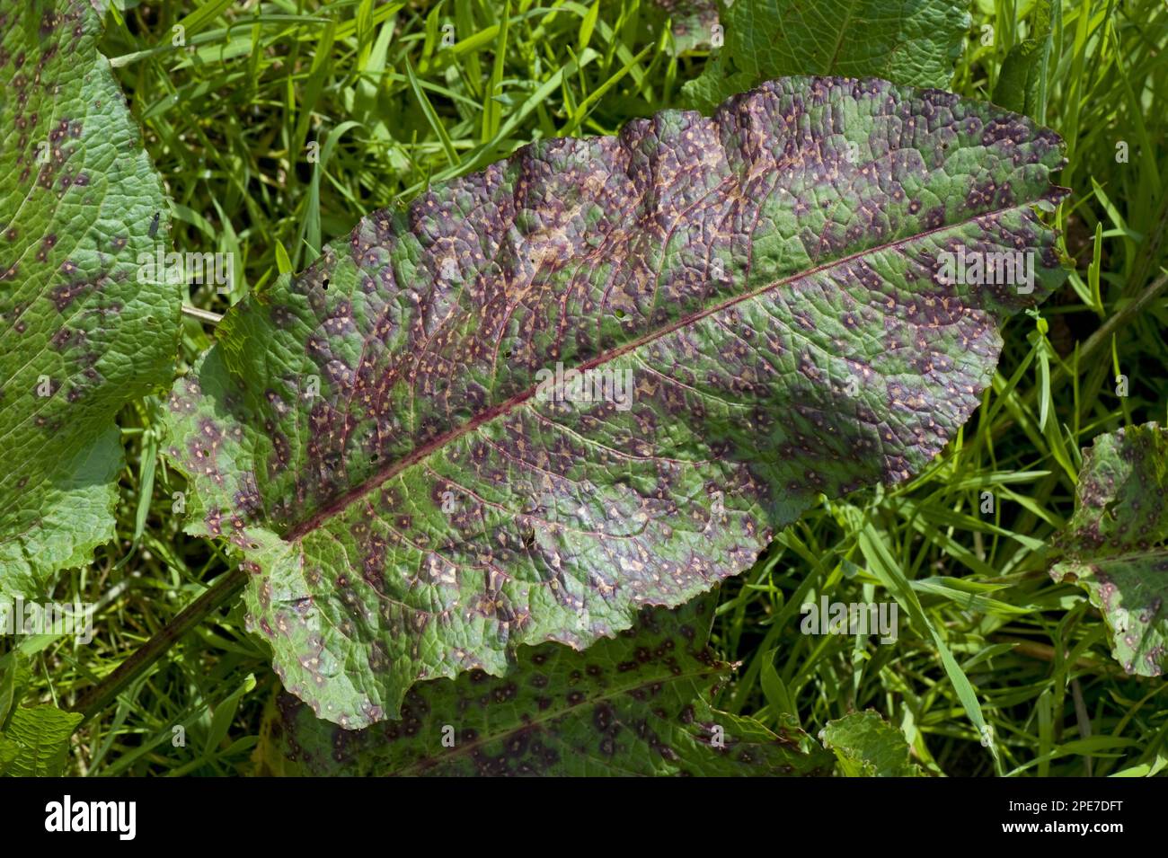 Leaf spot, Ramularia rubella, seriously affects a leaf of broad dock, Rumex obtusifolius, Berkshire Stock Photo
