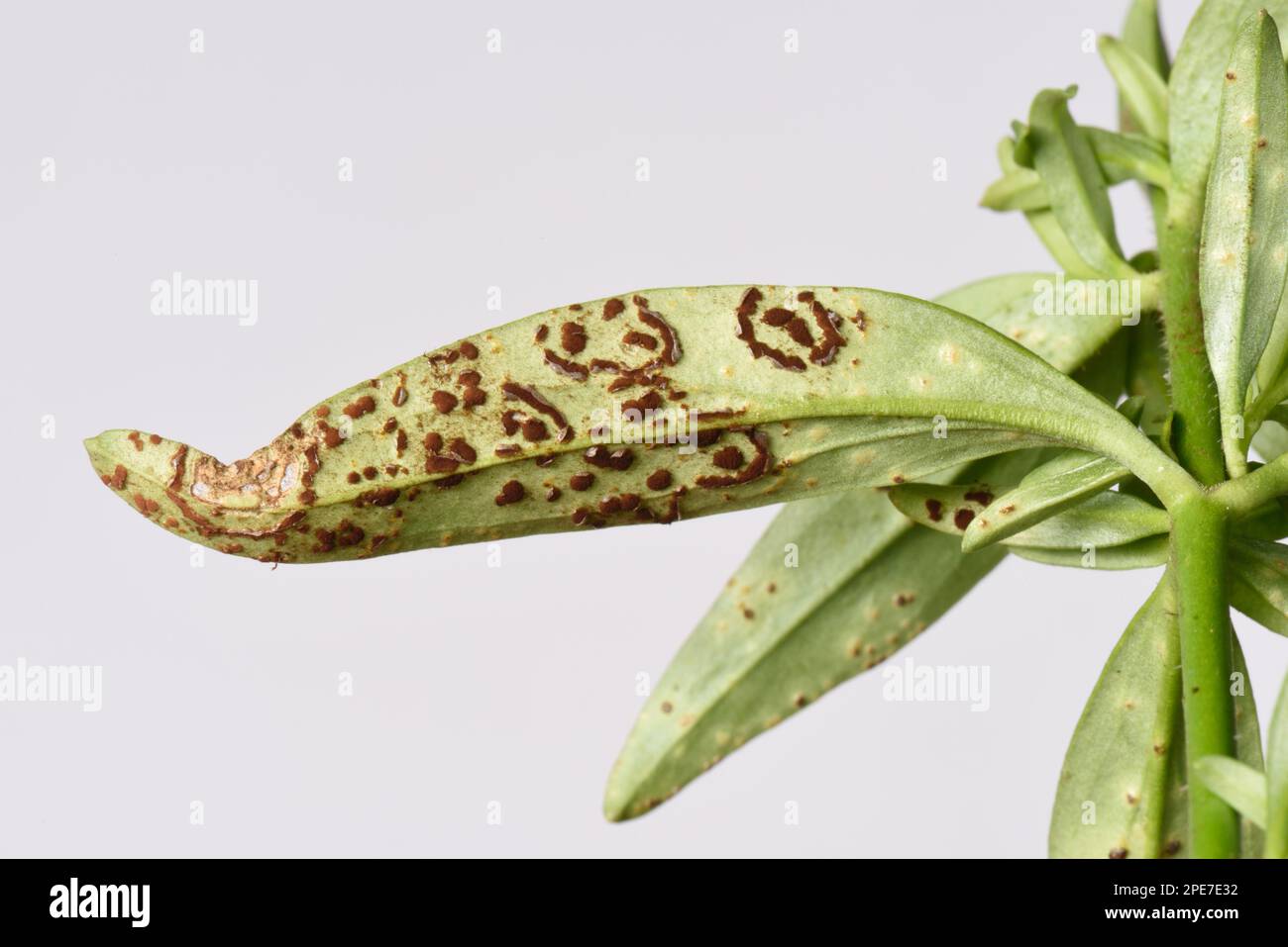 or snapdragon (Antirrhinum) rust, Puccinia antirrhini, circular pustule groups and early individual pustules on underside of Antirrhinum or Stock Photo