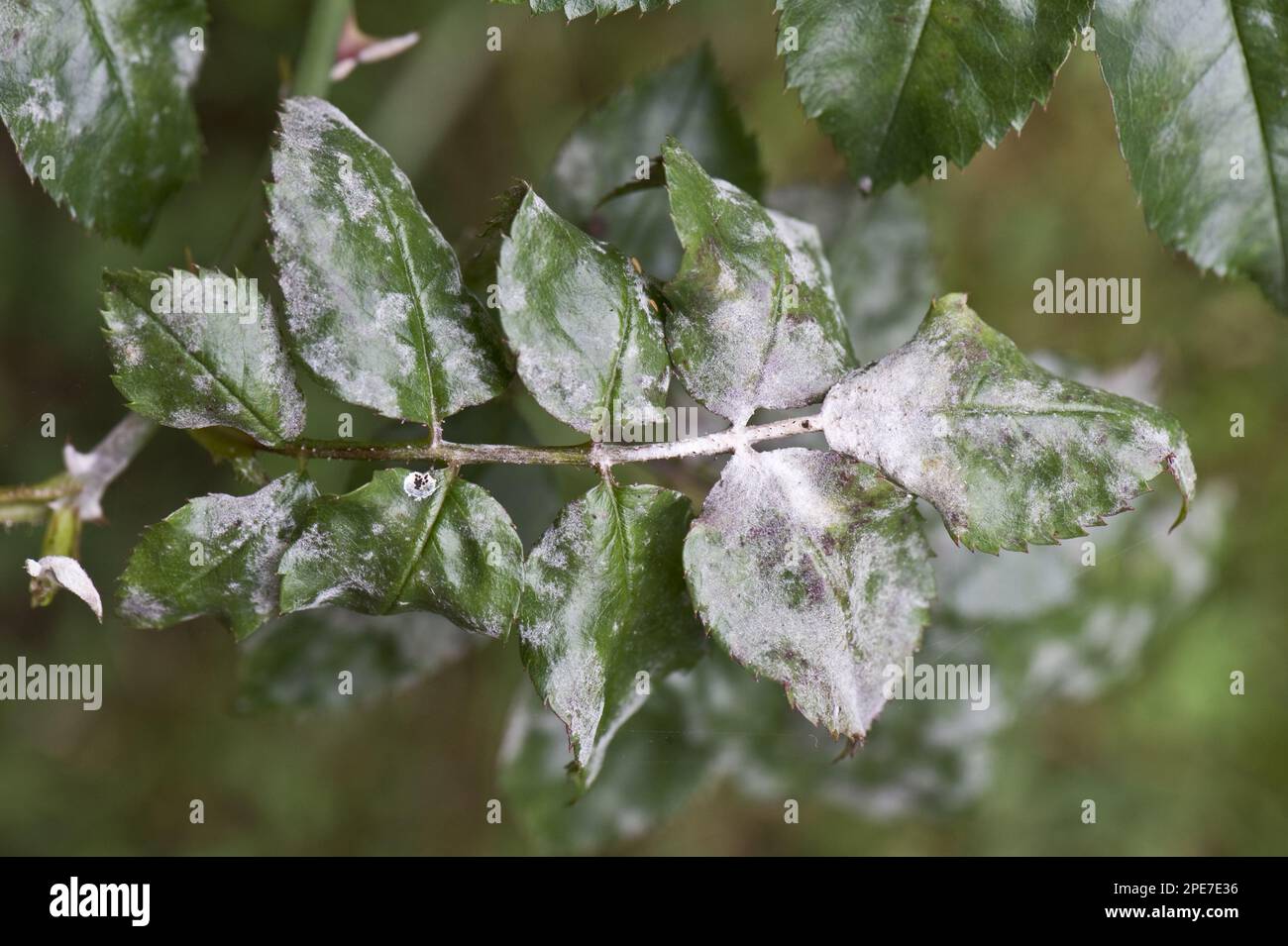 Powdery mildew, Podosphaera pannosa, on rose leaves, fungi Stock Photo