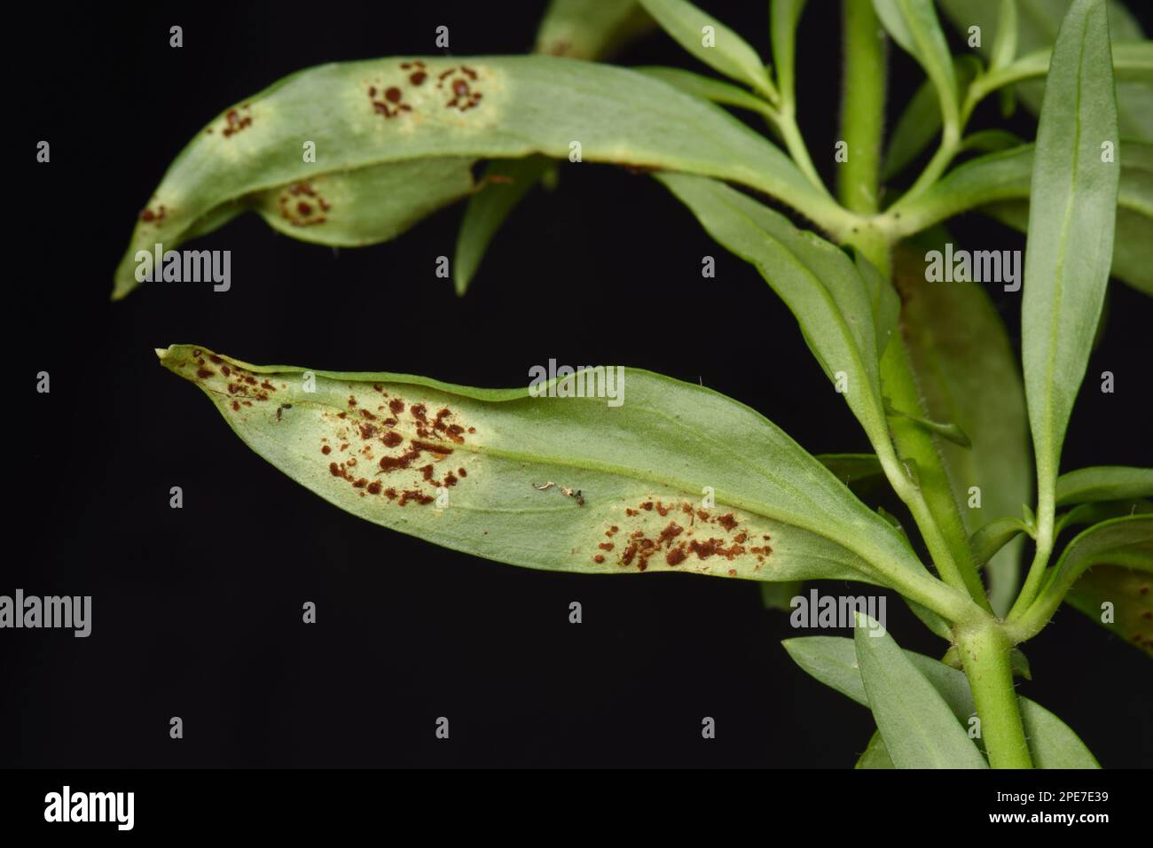 Or snapdragon (Antirrhinum) Puccinia antirrhini, pustules in circular lesion on underside of -leaf, Berkshire, England, United Kingdom Stock Photo