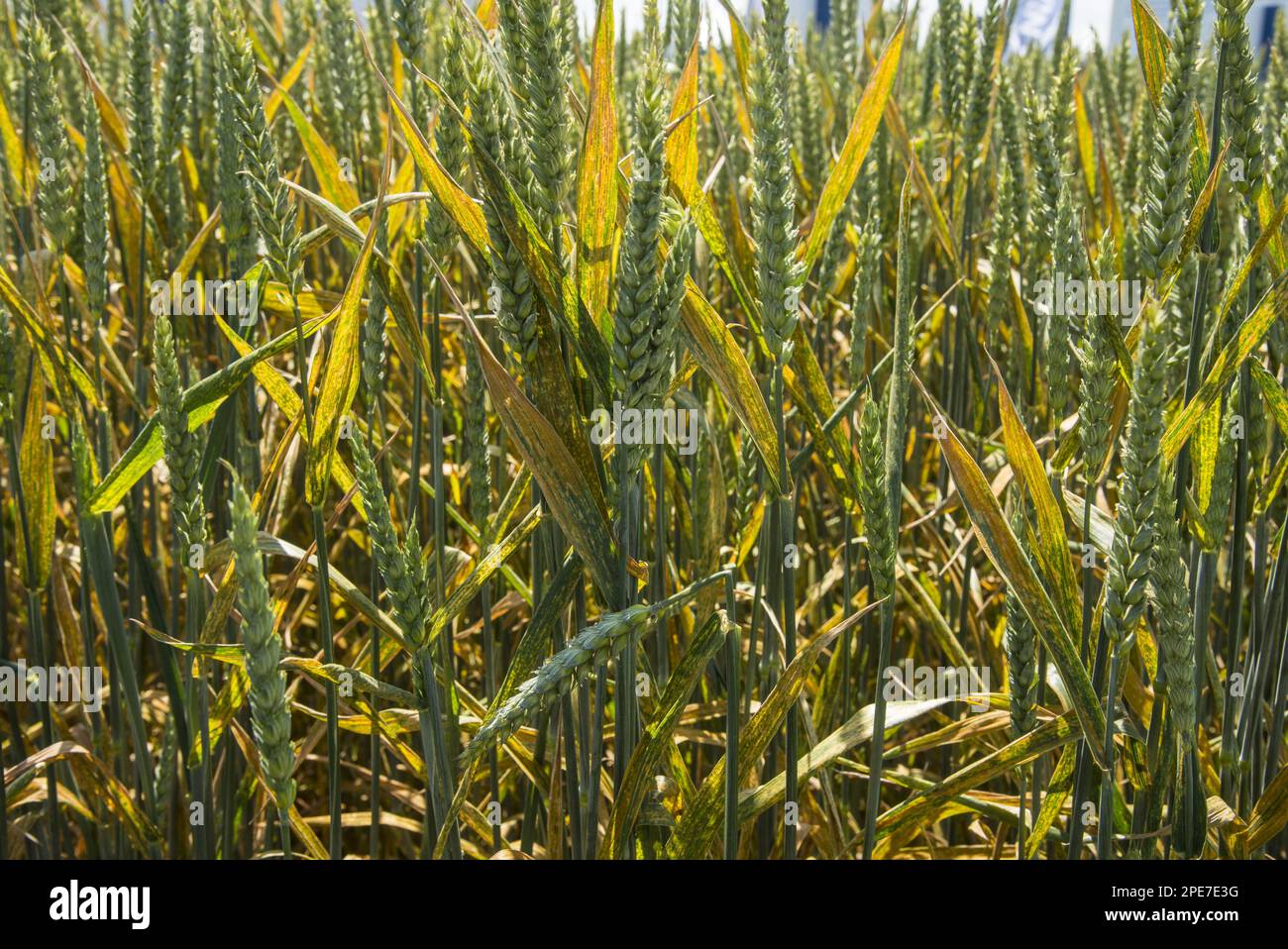 Wheat (Triticum aestivum) crop, leaves infected with fungal disease yellow rust (Puccinia striiformis), Lincolnshire, England, United Kingdom Stock Photo