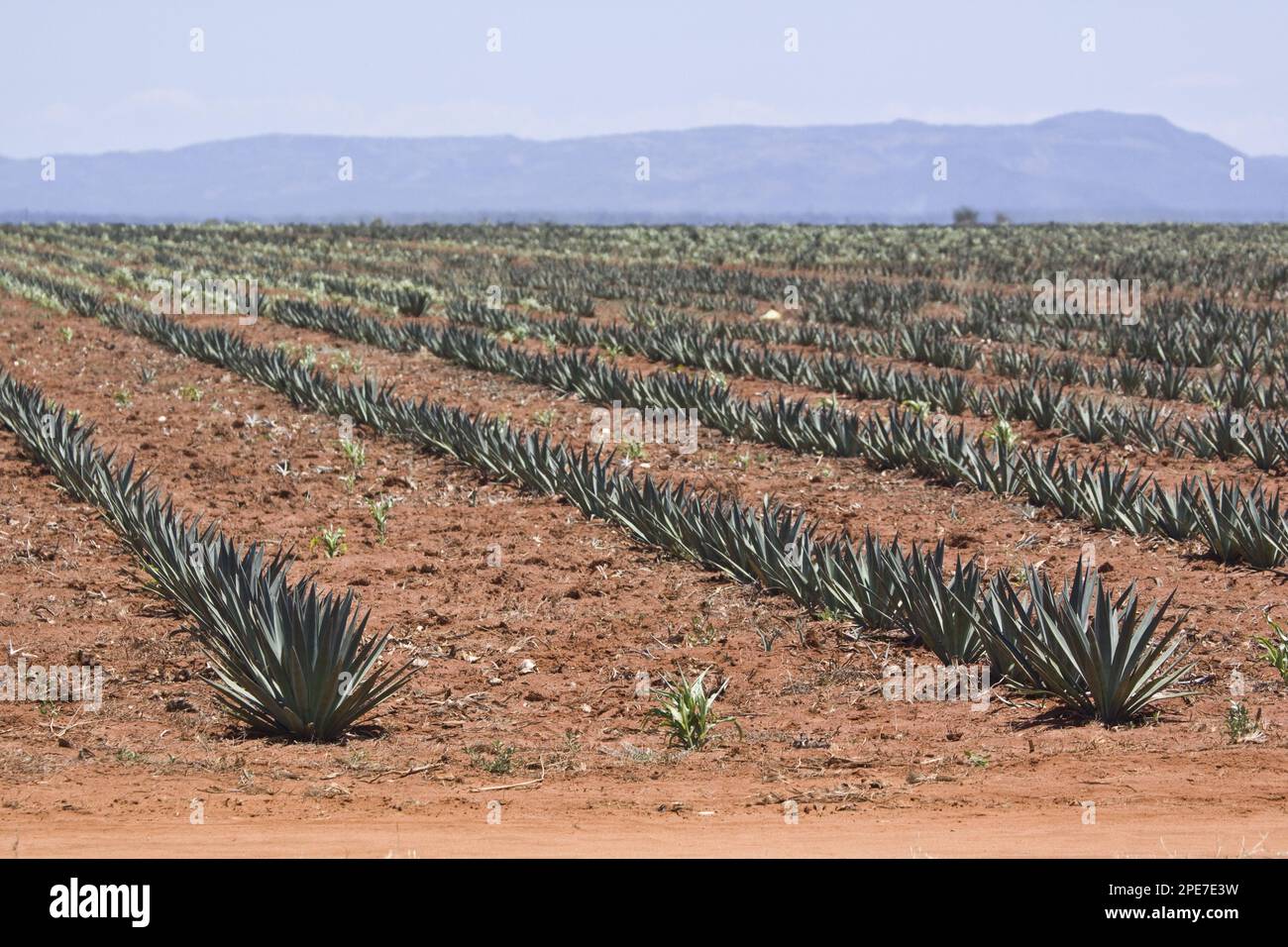 Sisal (Agave Sisalana) is an sisal that yields a stiff fibre