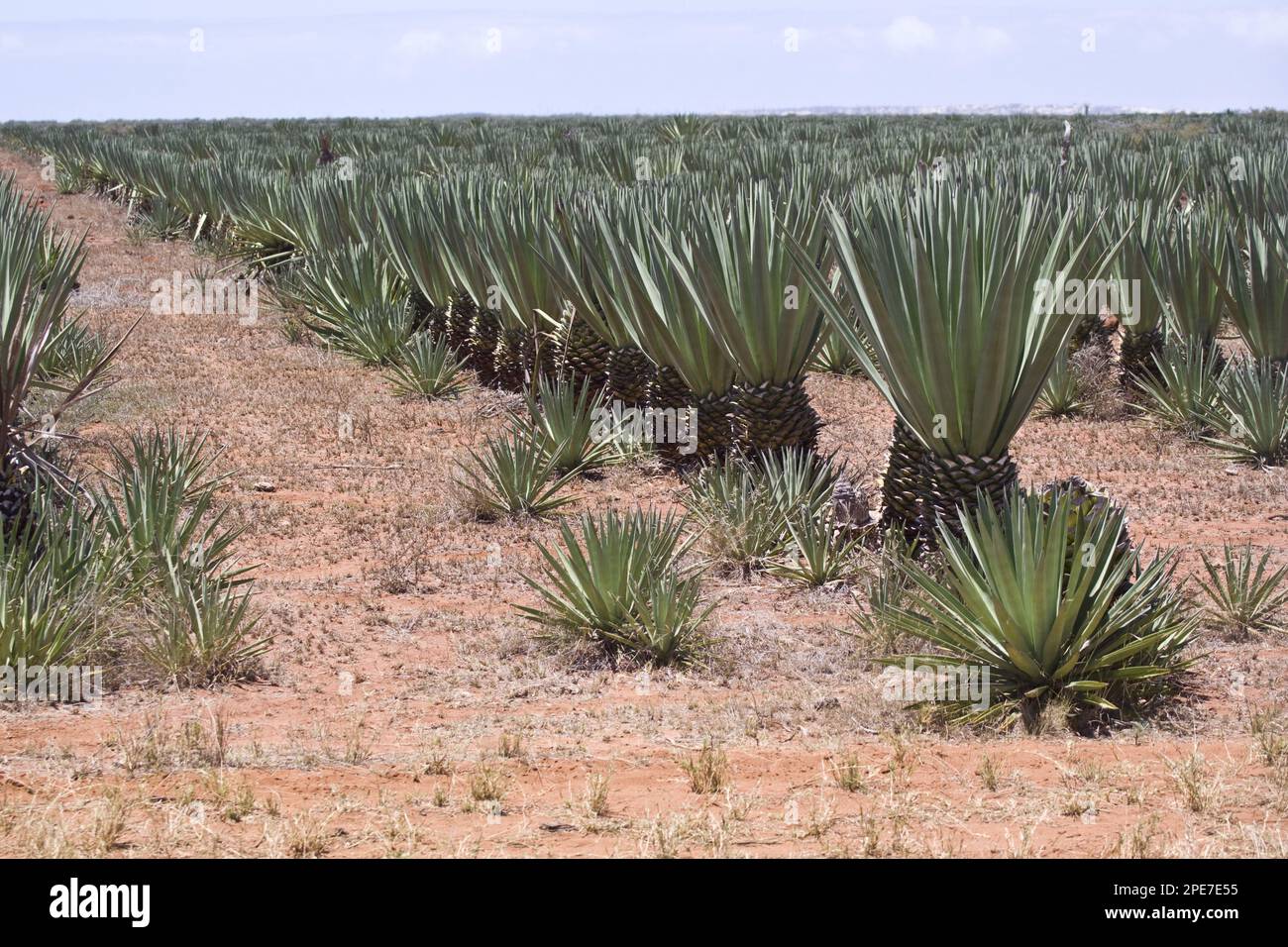 Sisal (Agave Sisalana) is an sisal that yields a stiff fibre traditionally used to make twine and rope, Madagascar Stock Photo
