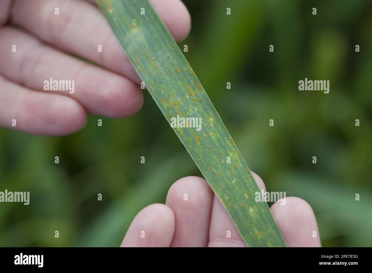 Wheat (Triticum aestivum), leaf infected with brown rust fungal disease (Puccinia recondita), Lincolnshire, England, United Kingdom Stock Photo