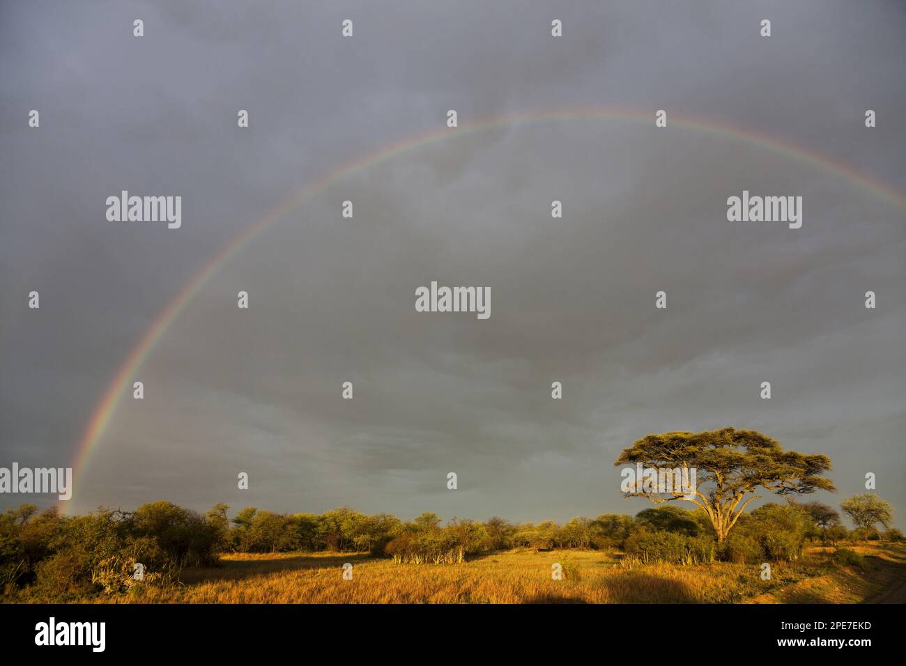 Savannah habitat hi-res stock photography and images - Alamy