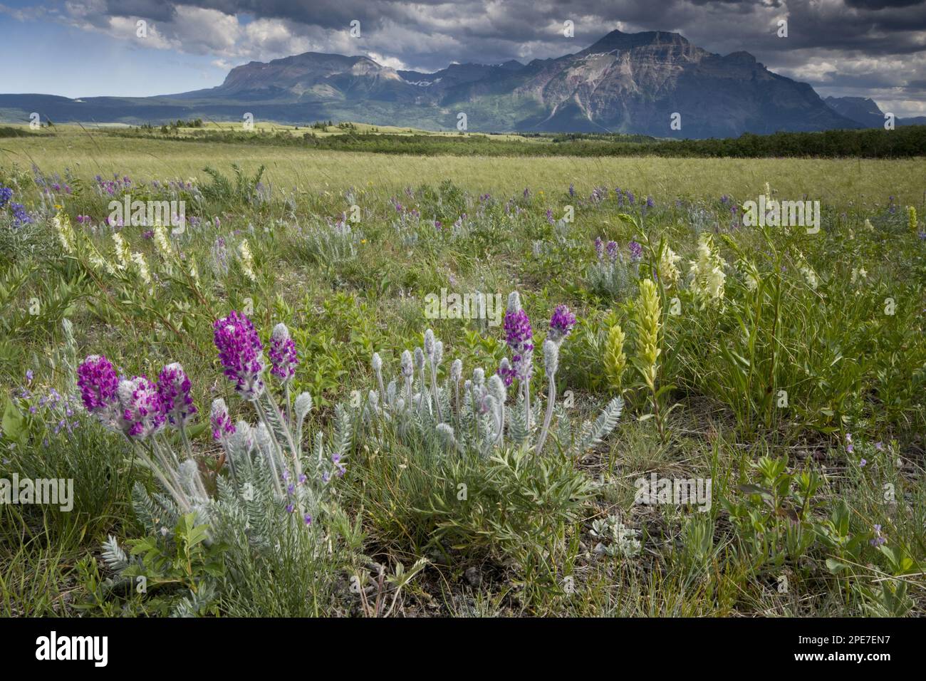 Wildflowers in prairie grassland habitat, including Showy Locoweed and