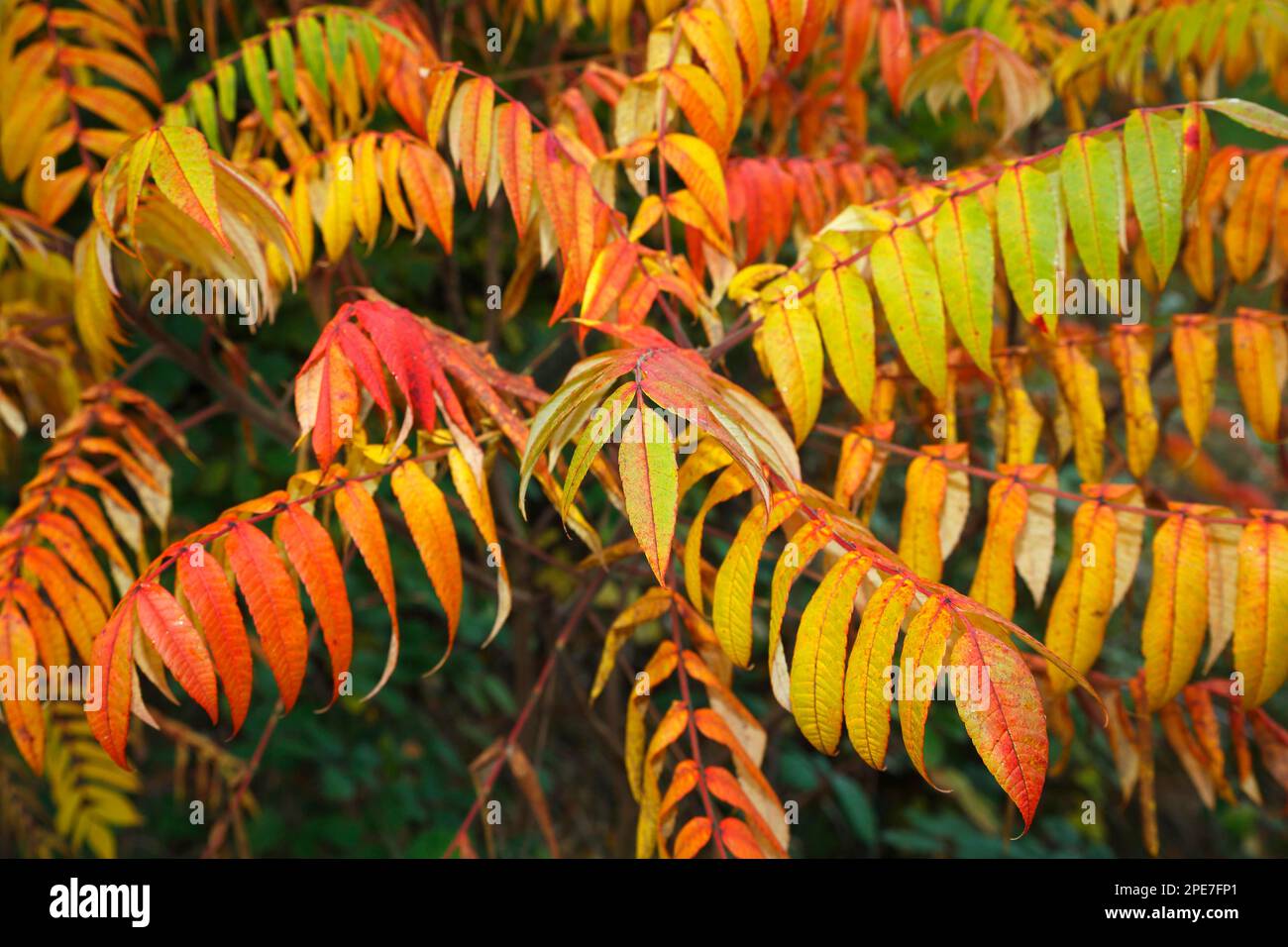 Staghorn sumac (Rhus typhina) in autumn Stock Photo