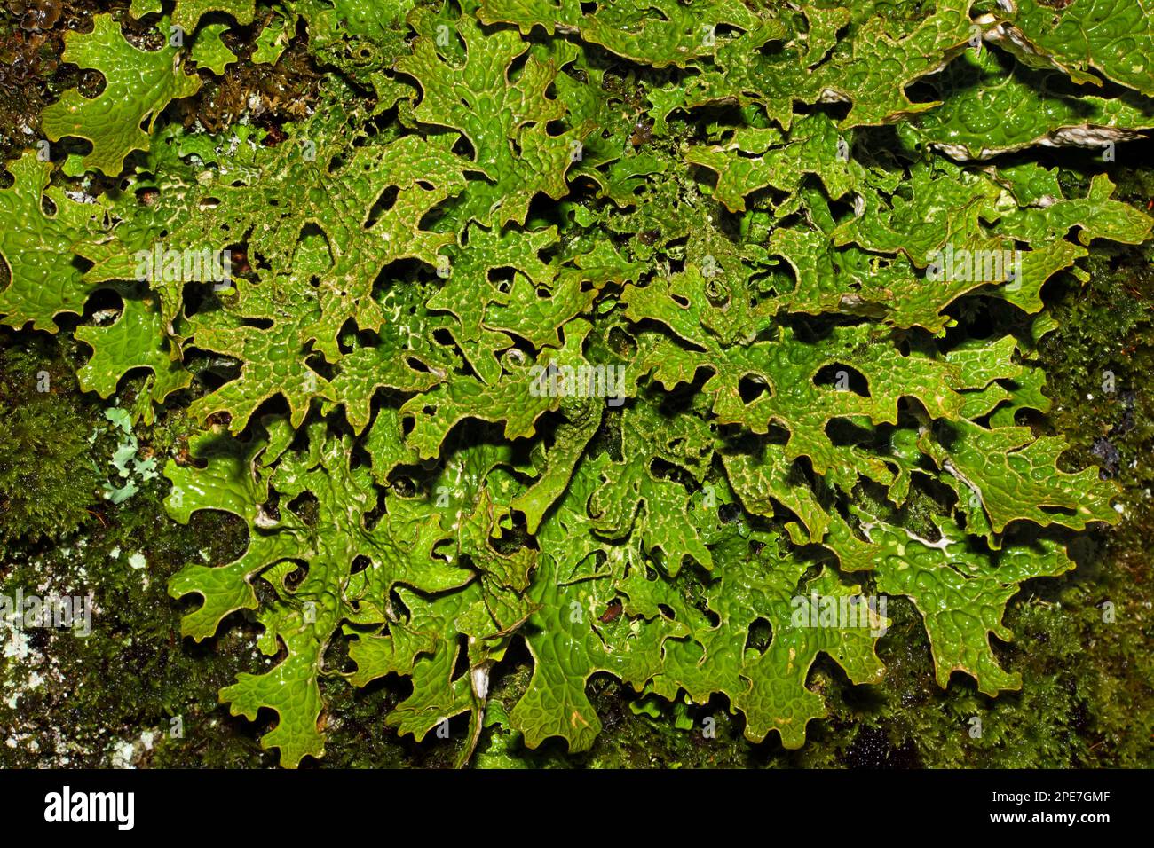 Lobaria pulmonaria (tree lungwort) is an epiphytic lichen found in ancient woodland. It occurs in Europe, Asia, North America and Africa. Stock Photo