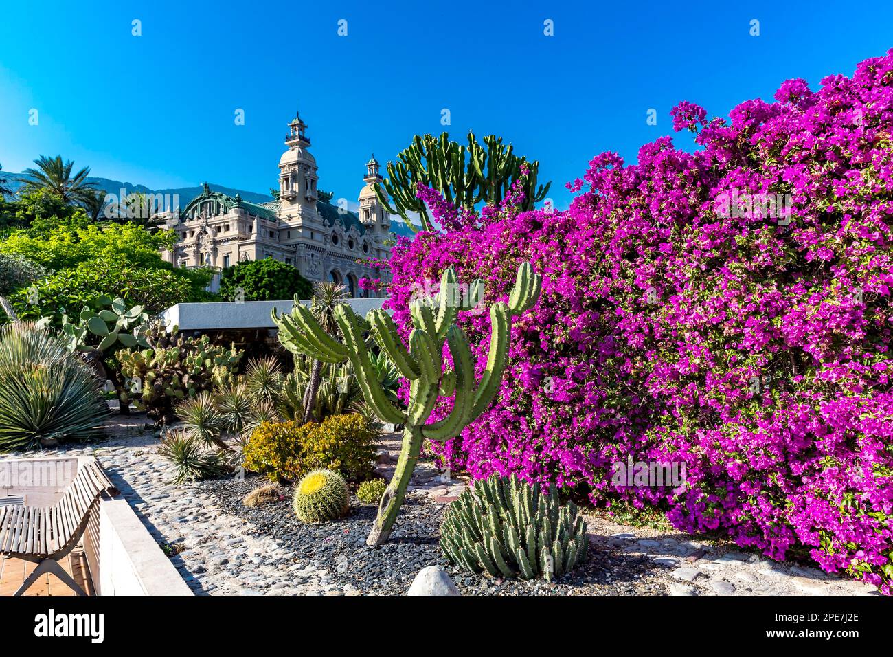 Bougainvillea and cactus garden, the casino building in the back, Casino Garden, Monte Carlo, Principality of Monaco Stock Photo