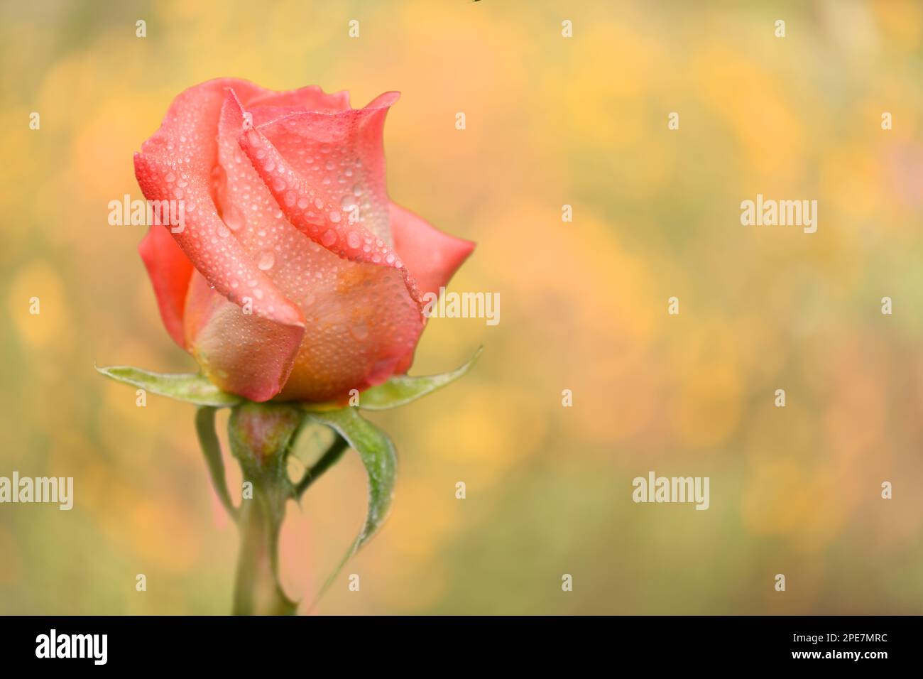 Bud rose hi-res stock photography and images - Alamy