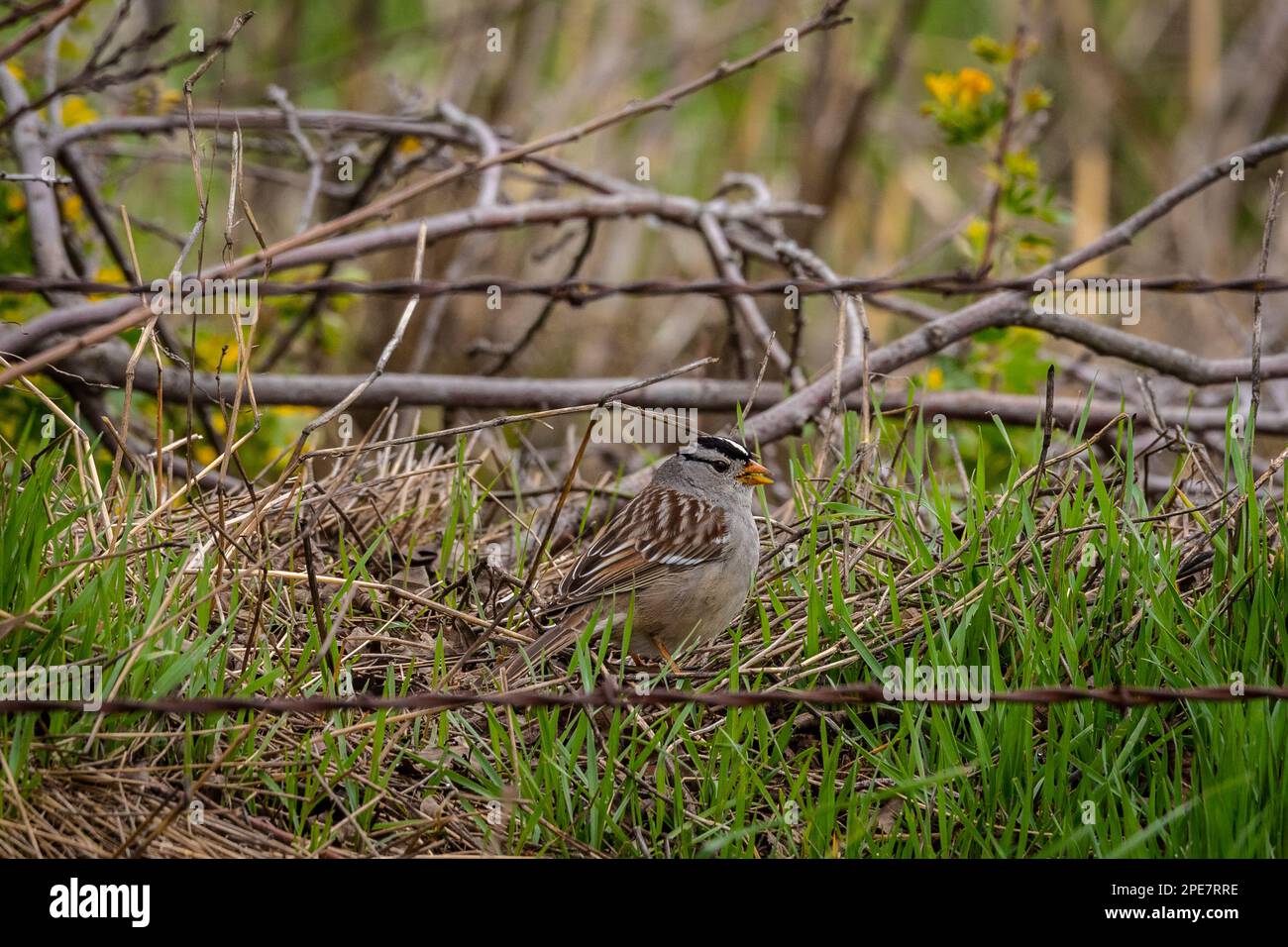 White Crowned Sparrow (Zonotrichia leucophrys) at San Joaquin National Wildlife Refuge in the Central Valley of California USA Stock Photo