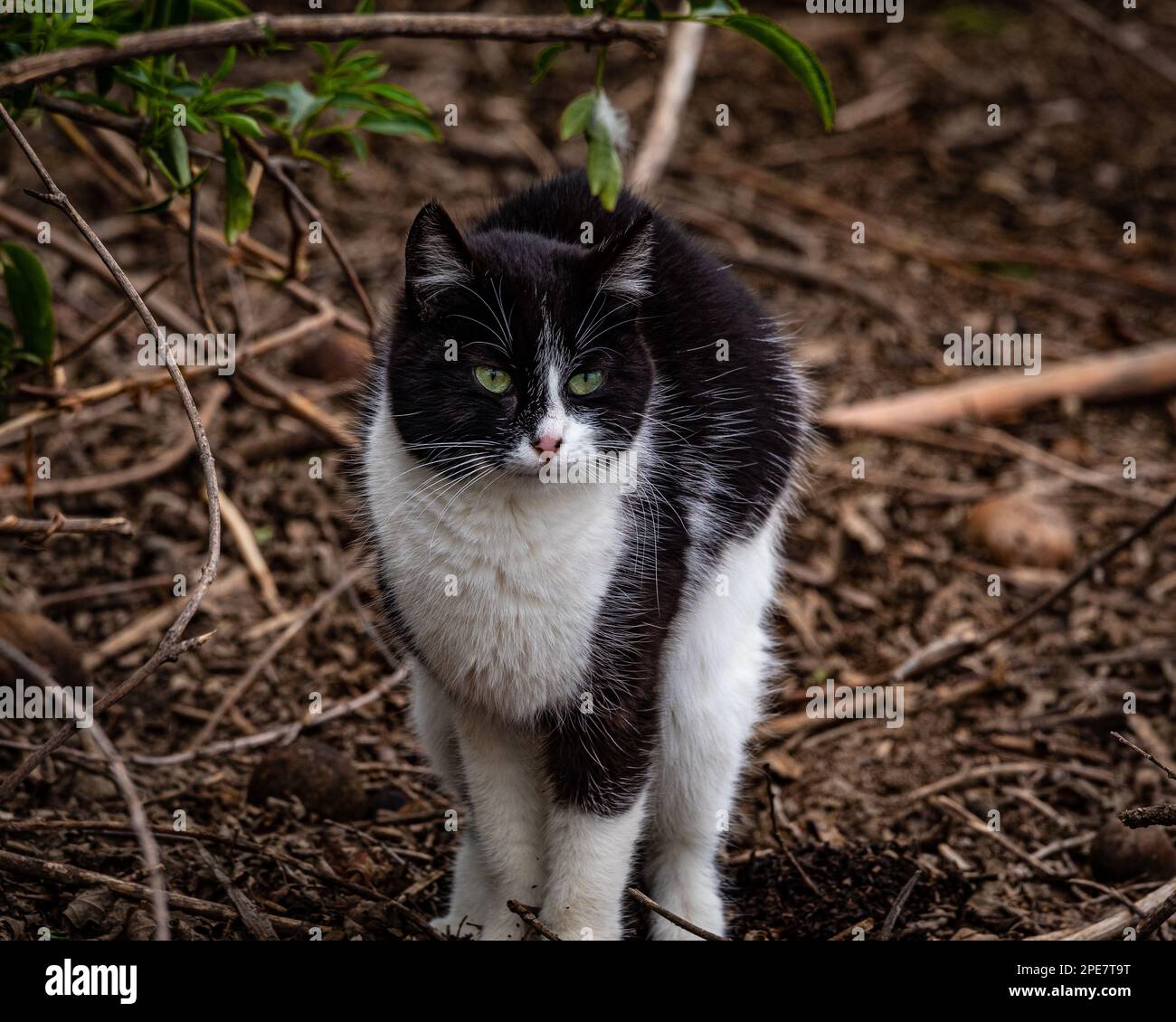A cute black and white kitty hunting at the San Joaquin National Wildlife refuge in the Central Valley of Caliifornia Stock Photo