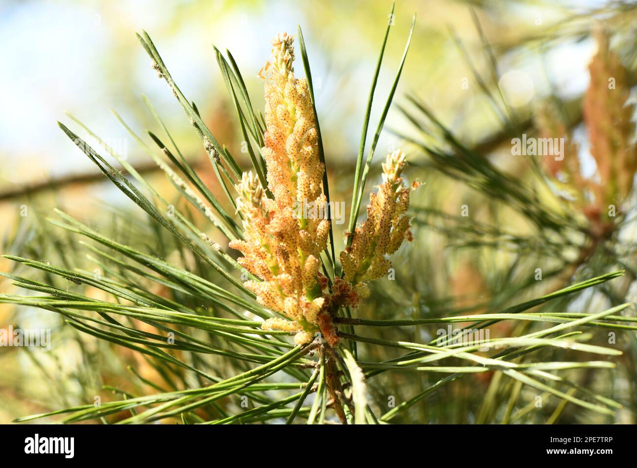 Yellow Pollen on a new pine blossom. Yellow pine cones from coniferous