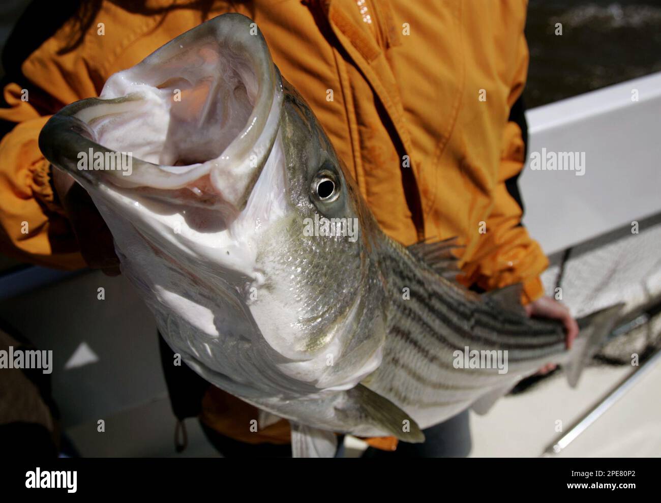 A 36-inch rockfish, better know as a striped bass, is readied to