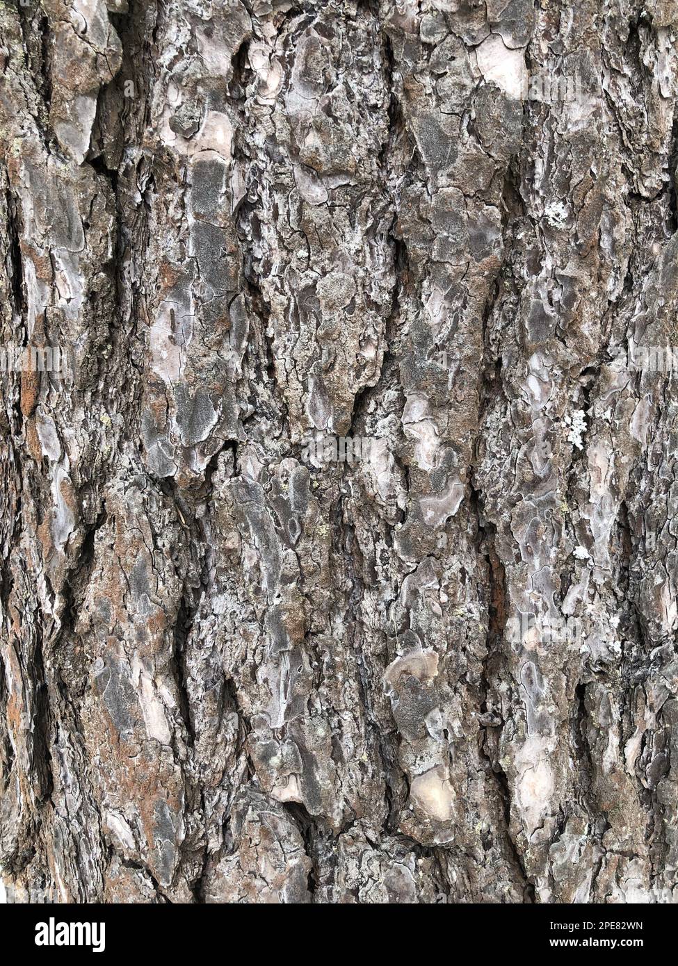 pine, cracked bark of an old tree, texture, abstract background Stock Photo