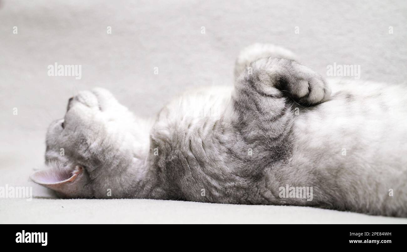 Scottish straight-eared cat lies on its back. The cat is upside down ...