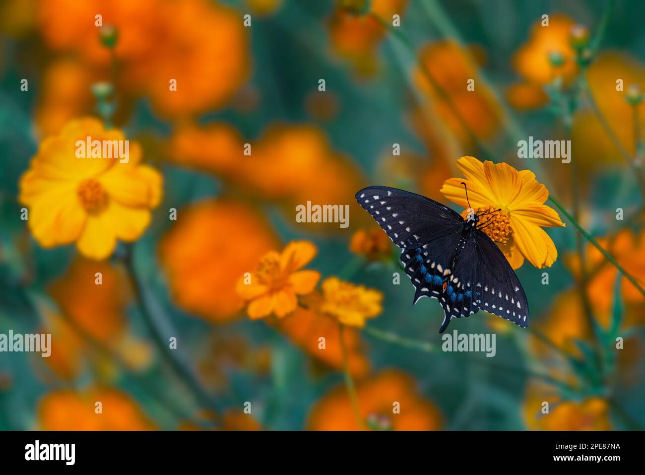 Black Swallowtail (Papilio polyxenes) in pollinator meadow, Macomb County, Michigan Stock Photo