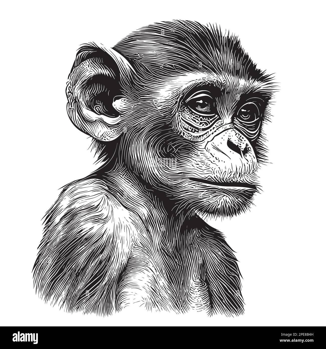 Spider monkey Black and White Stock Photos & Images - Alamy