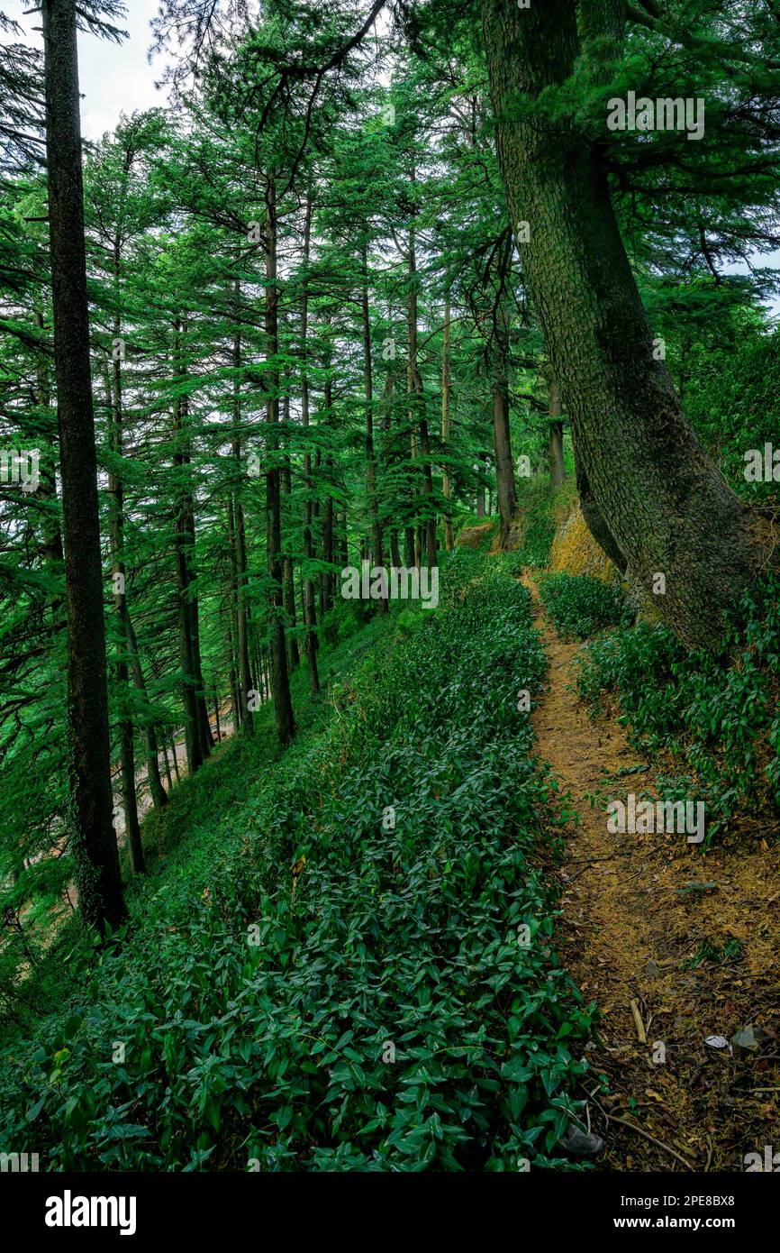 Walkway along the perimeter of the Gardens at the Former Maharaja’s palace, now known as The Chail Palace Stock Photo