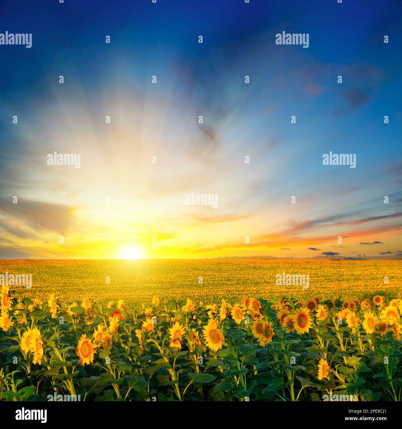 Field of blooming sunflowers and sunrise Stock Photo - Alamy