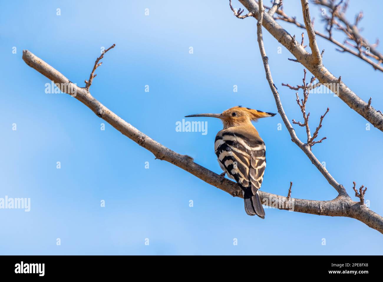 The Eurasian hoopoe (Upupa epops) is the most widespread species of the genus Upupa. Stock Photo
