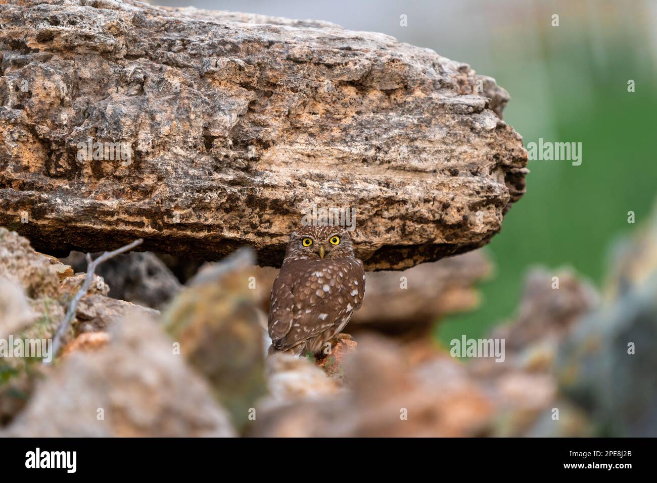 Little owl (Athene noctua) is a small owl species from the owl family Stock Photo