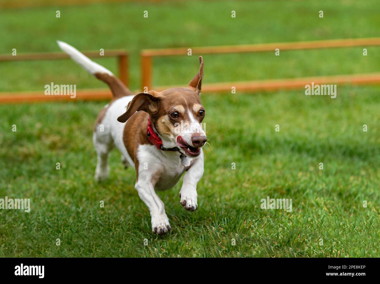 Dachshund Runs Forward From Jumping Hurdles Dachshund Races Stock