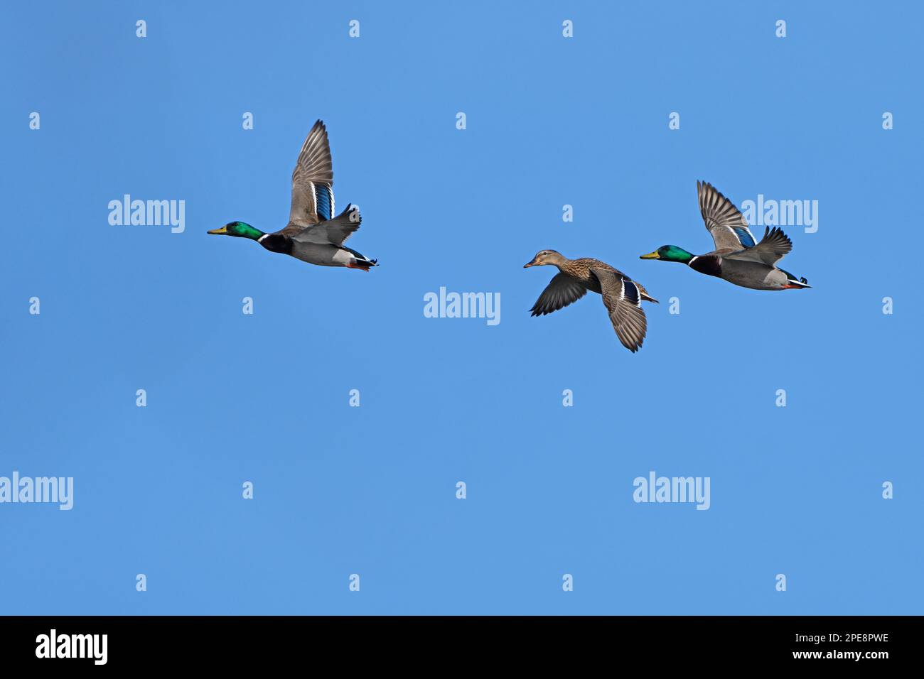 A group of MallardsAnas platyrhynchos in flight Stock Photo Alamy