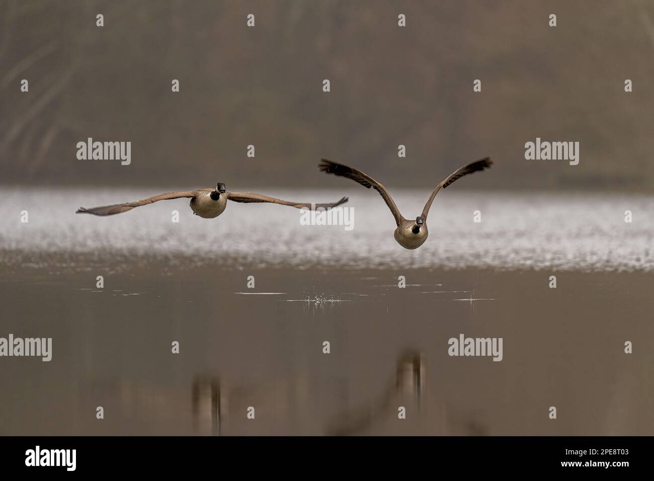 Pair of Canada Geese-Branta canadensis flying accross a lake. Stock Photo