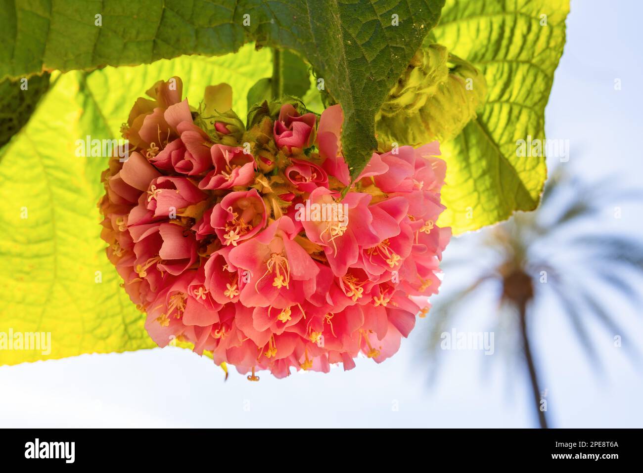 Pink Dombeya Flower (Dombeya wallichii) in the park also know as pinkball or tropical hydrangea on green leaves background. Round blossoms of pink bal Stock Photo