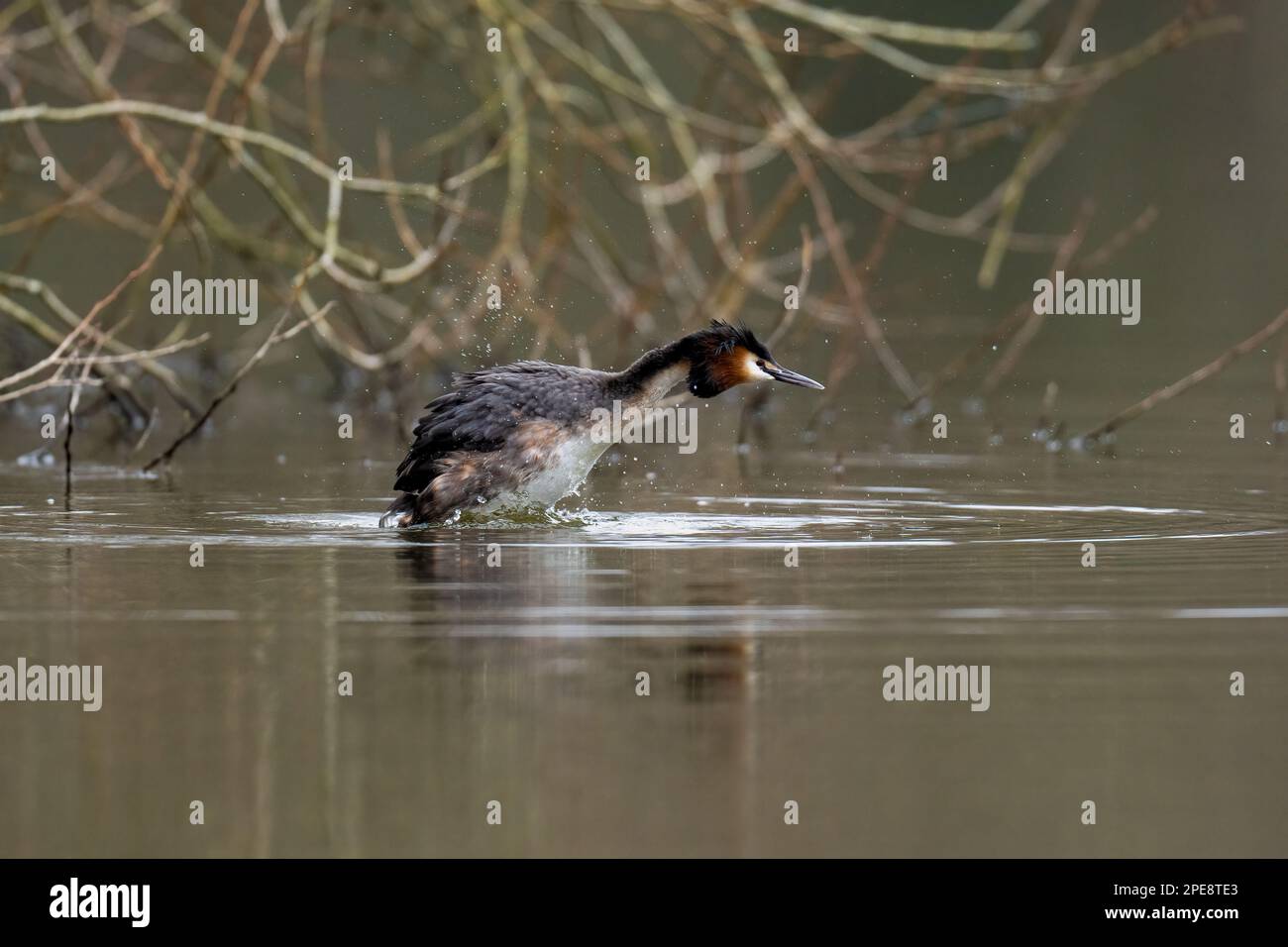 Great crested grebes -Podiceps cristatus. Stock Photo