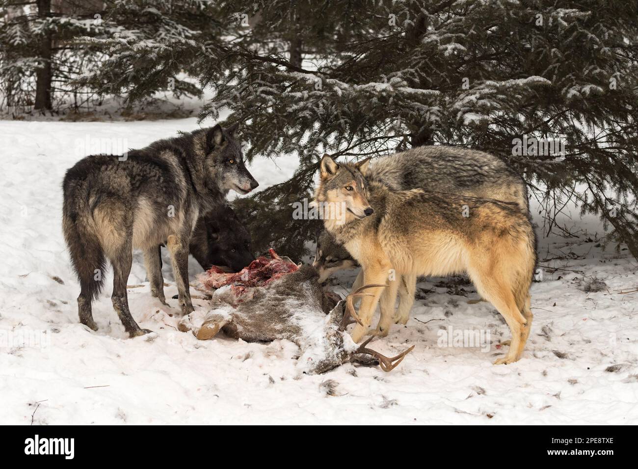 Grey wolf tail up hi-res stock photography and images - Alamy