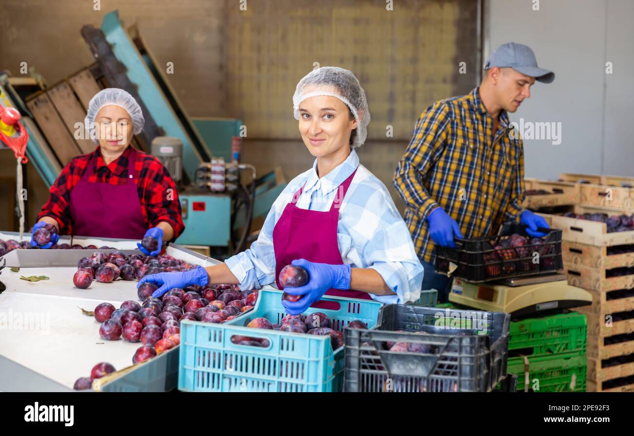 Workers sorting and packing plums in storage room Stock Photo Alamy