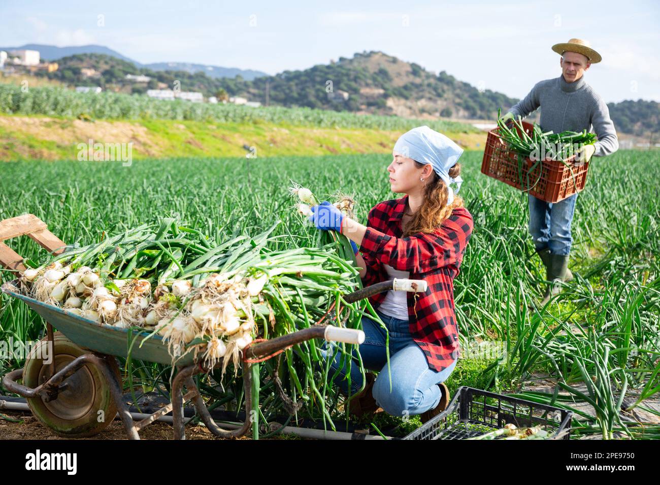 Female farmer harvesting and peeling green onion on field Stock Photo ...
