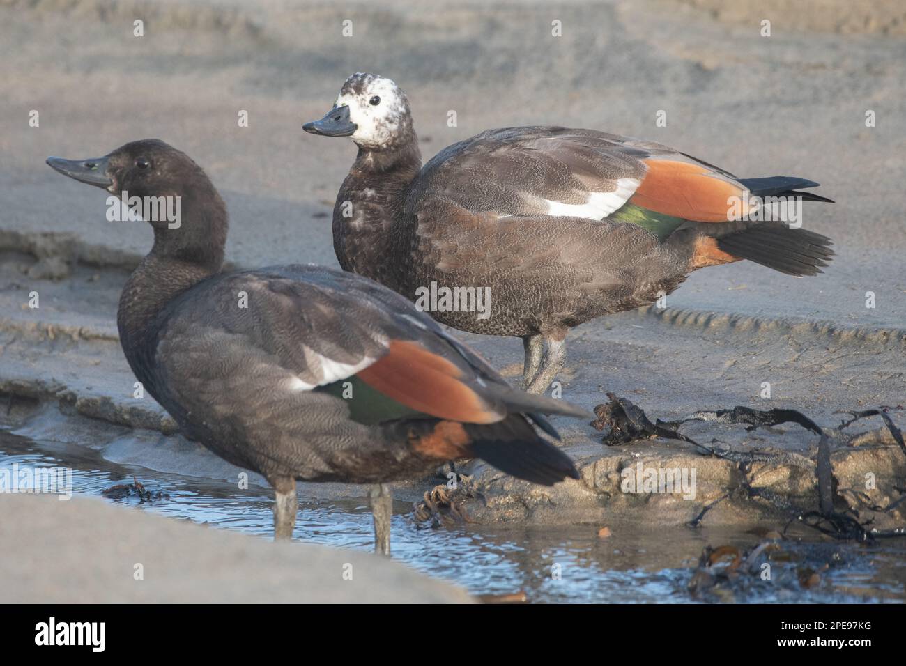 A pair of paradise shelduck (Tadorna variegata), a male and female drinking from a stream in Stewart island in Aotearoa New Zealand. Stock Photo