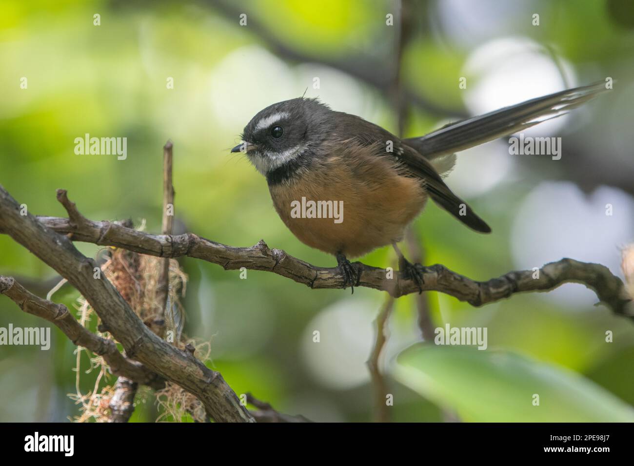 New Zealand fantail (Rhipidura fuliginosa) a small insectivorous bird endemic to Aotearoa New Zealand. Stock Photo