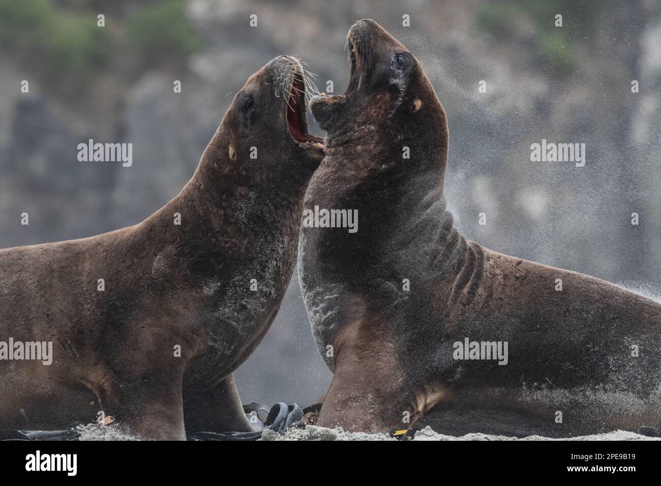 New Zealand sea lions (Phocarctos hookeri), a pair of males fighting - considered the most endangered sea lion species, found in Aotearoa. Stock Photo