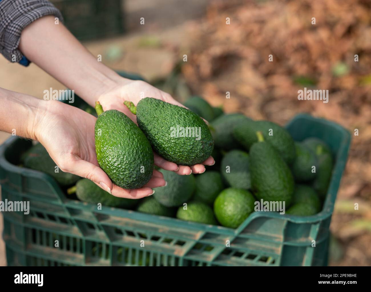 Avocados in hands against the background of boxes with harvest Stock ...