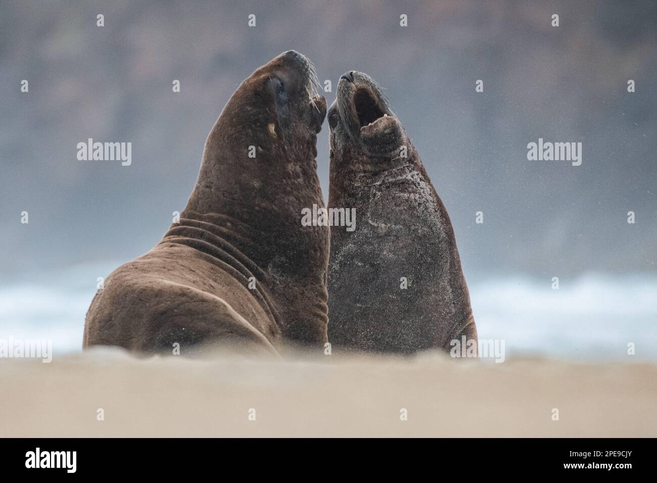 New Zealand sea lions (Phocarctos hookeri), a pair of males fighting - considered the most endangered sea lion species, found in Aotearoa. Stock Photo