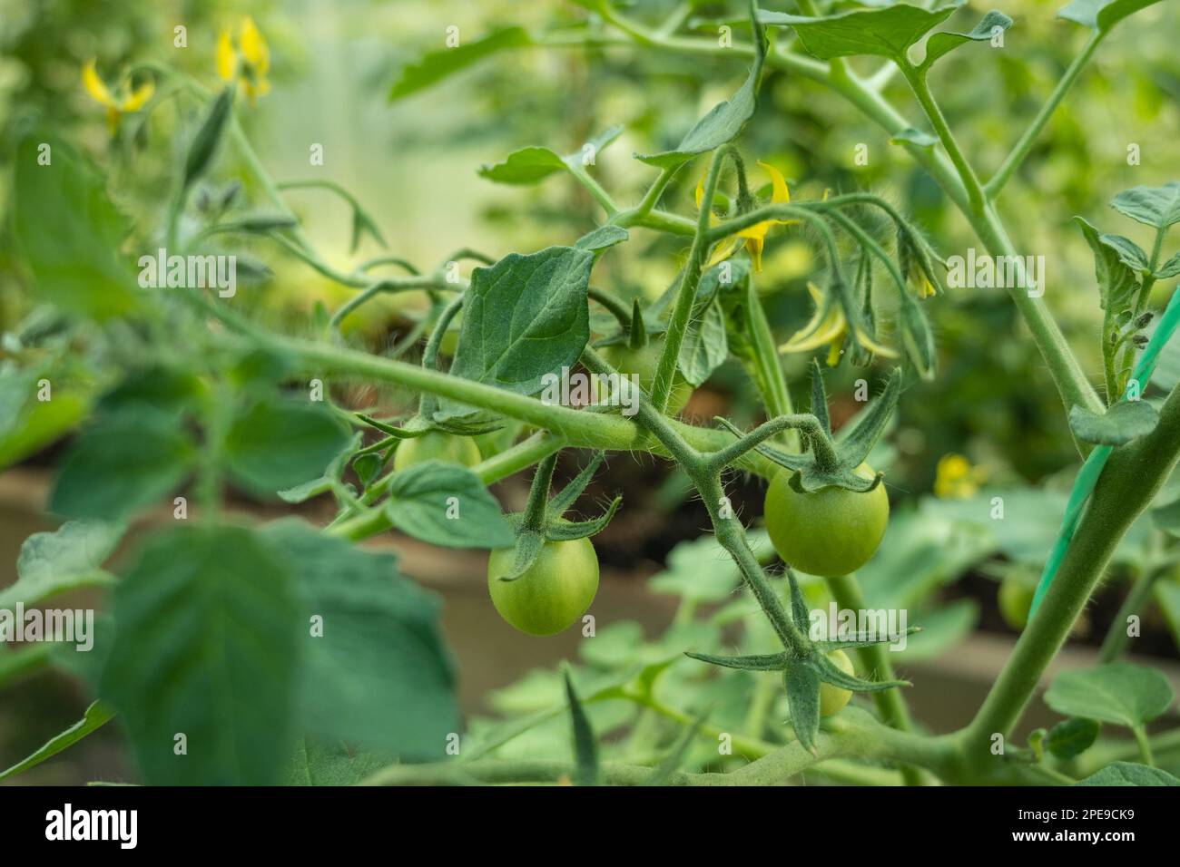 Tomato plants in greenhouse Green tomatoes flowers. Organic farming, young tomato plants Stock Photo