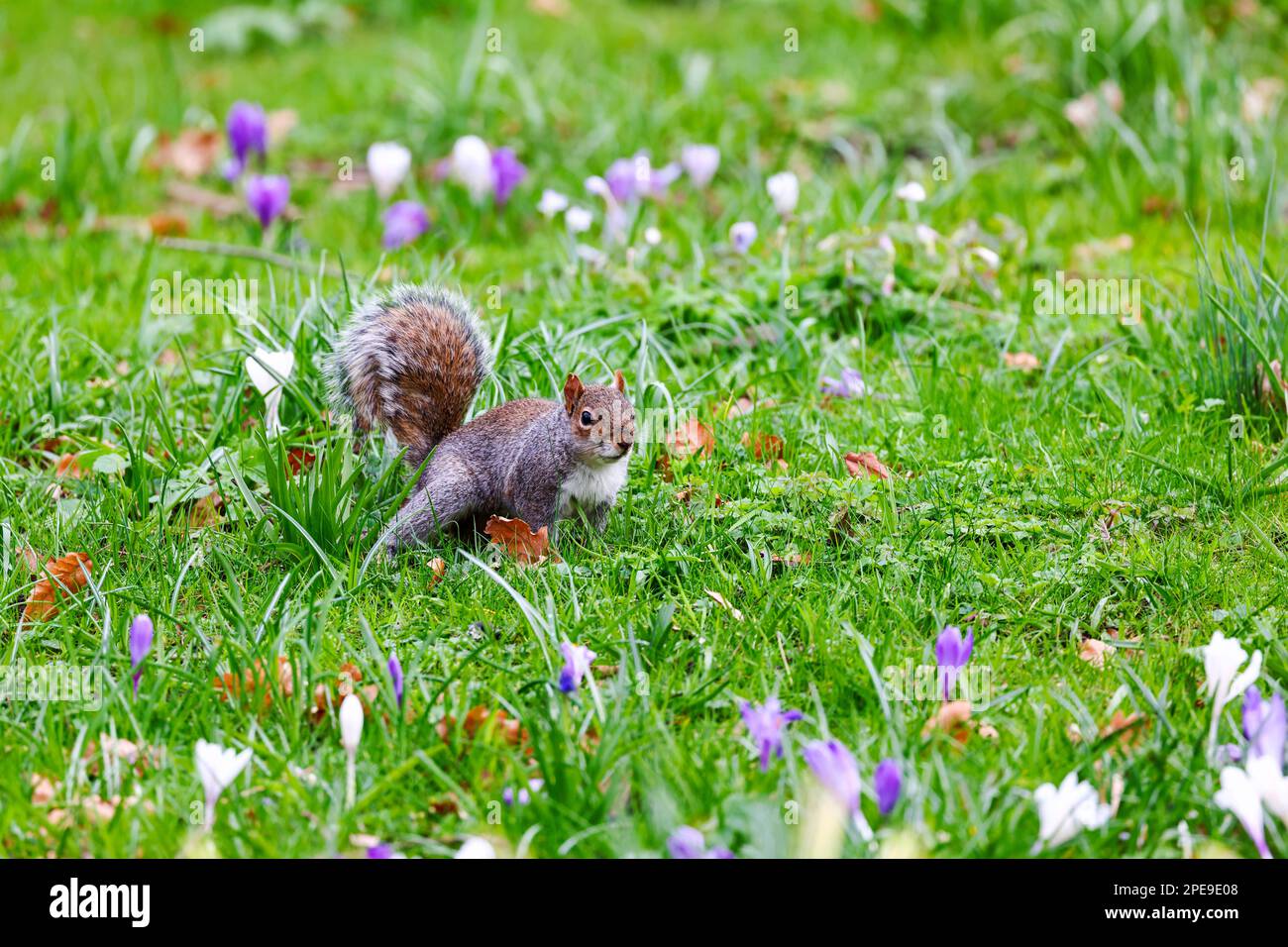 Grey or gray squirrel, running on grass with purple Spring crocus