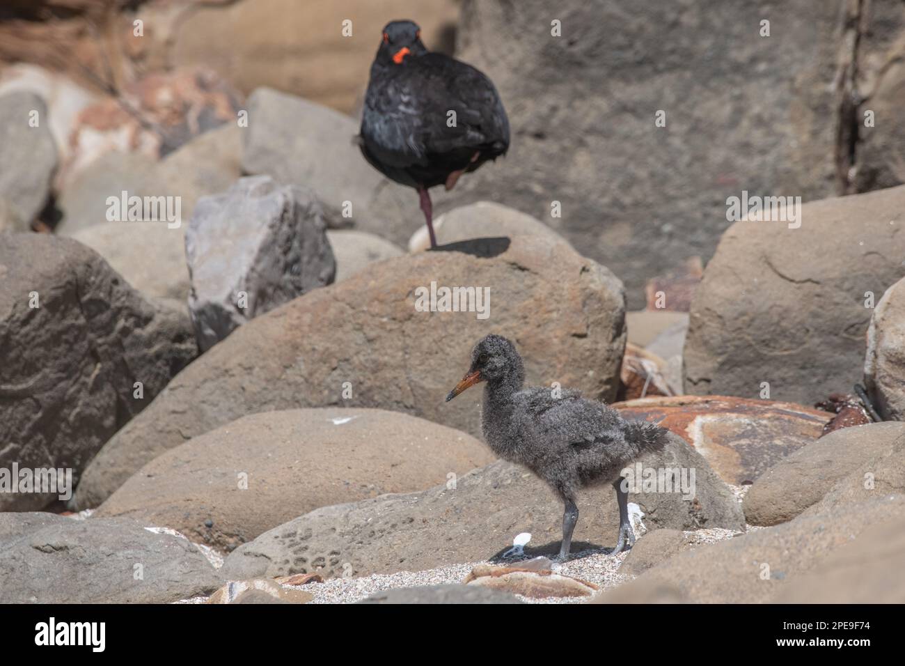 A variable oystercatcher (Haematopus unicolor) chick with its adult parent on the Beach in Curio bay, New Zealand. Stock Photo